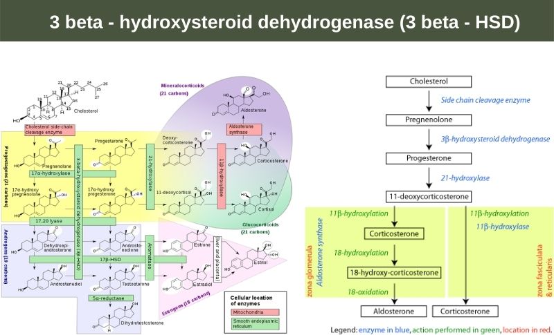 3 beta - hydroxysteroid dehydrogenase (3 beta - HSD)