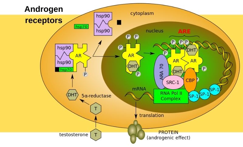 Androgen receptors