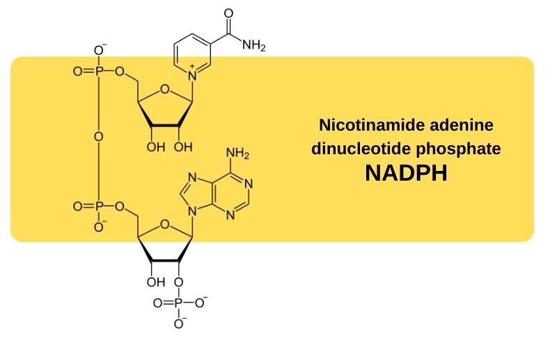 Nicotinamide adenine dinucleotide phosphate NADPH