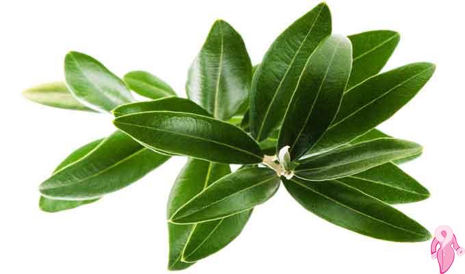 Does Olive Leaf Weakness? Does It Lose Weight?