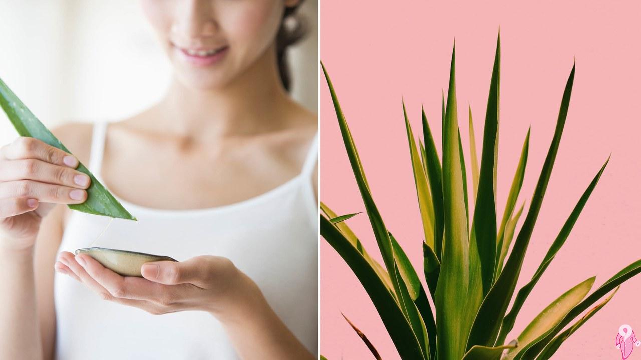 How To Take Skin Care With Aloe Vera?