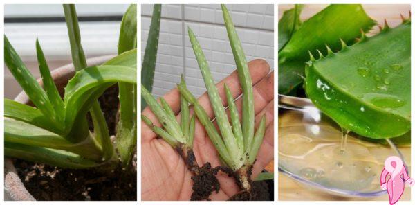 Is Aloe Vera Gel Good for the Skin? How long should it stay on the skin?