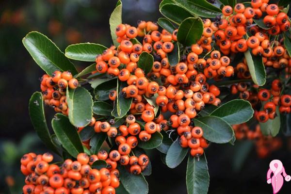 What Are the Benefits of Hawthorn, What Is It Good For?